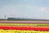 Eurostar_Amsterdam_Tulips