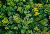 Aerial,Top,Down,View,Of,A,Green,Forest,,Drone,View,