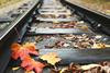 Railway,Rails,Closeup,Background,With,Fallen,Autumn,Leaves