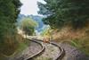 Flox - Deer on railroad gh