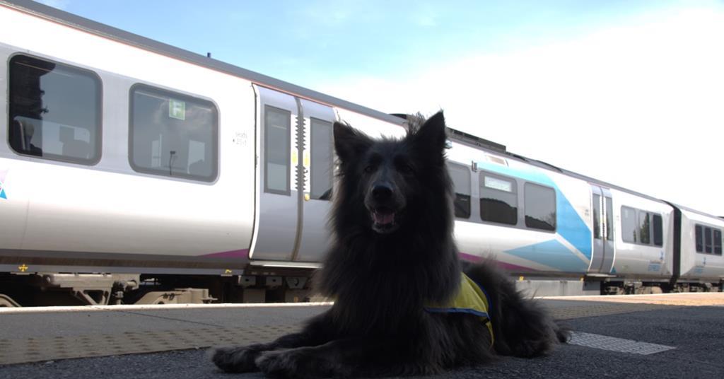 TransPennine Express welcomes railway’s first official therapy dog to ...
