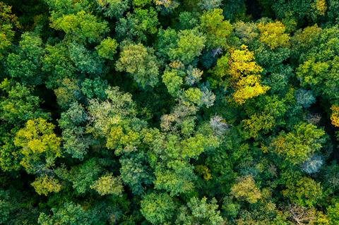 Aerial,Top,Down,View,Of,A,Green,Forest,,Drone,View,